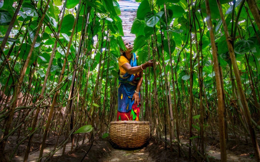 Transformando Elementos em Ouro Líquido e Sólido
